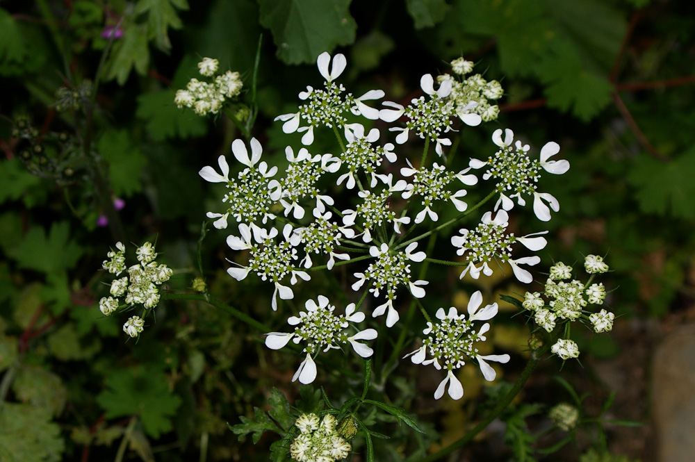 Tordylium apulum / Ombrellini pugliesi